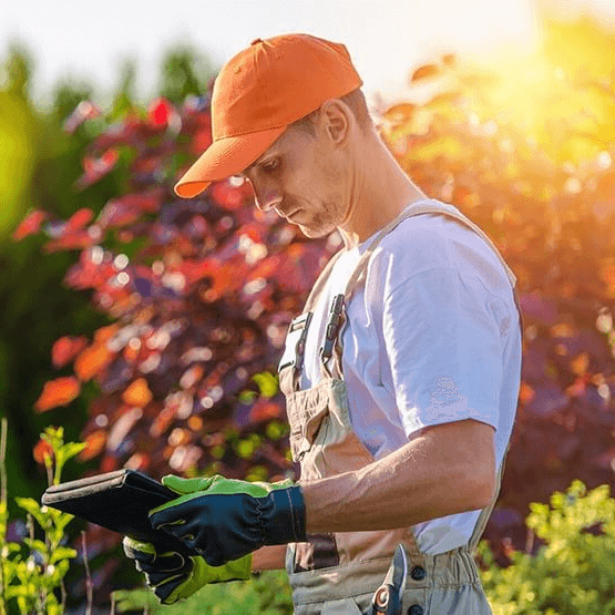 tree service seo local search